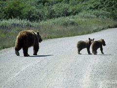 195 Grizzly Sow & Cubs