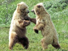 Grizzly Cubs