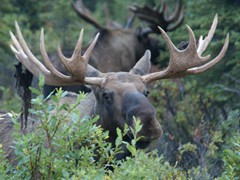 Bull Moose