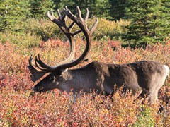 Caribou