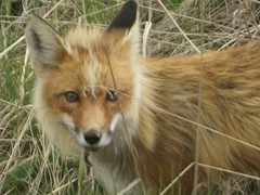 Red Fox