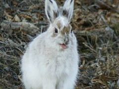 Wild Hare With Tongue Skitcking Out