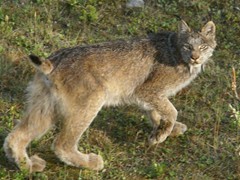 Lynx