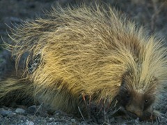 Porcupine